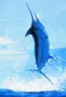 Bluefin Marlin