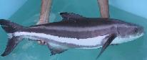 Cobia