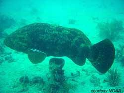 Goliath Grouper